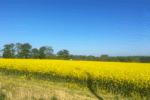 edinburgh dalmeny estate tour 21k 960x640 2