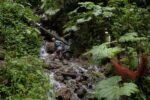 costa_rica_trail_run_960x640-1