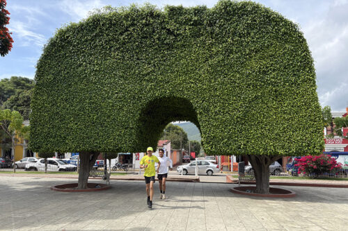 OAXACA TULE TREE RUN – 21K